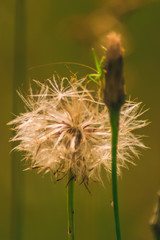 dandelion on green background