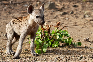 cute very young cub of spotted hyaena,Kruger national park in South Africa