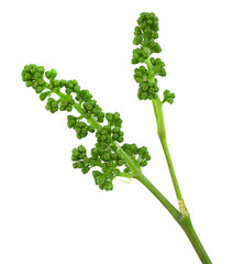 Grape fresh leaf closeup