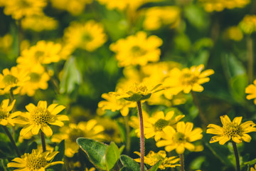 field of yellow flowers
