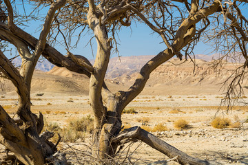 Fototapeta na wymiar Stone desert in Israel.