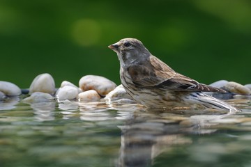 Linnet, Carduelis cannabina, female, in the water. Moravia. Europe.