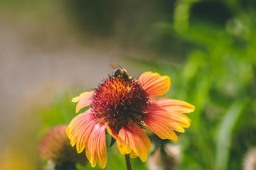 bee on flower