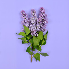 Blooming lilac flowers on purple background.