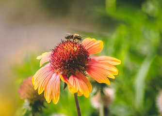 bee on flower
