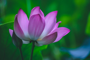 pink lotus flower in pond