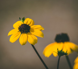 yellow flowers on black background