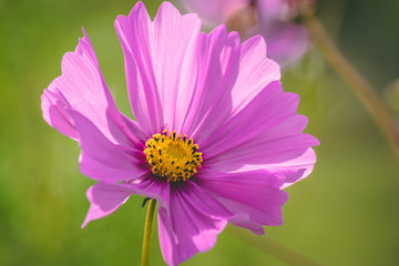 Obraz premium close up