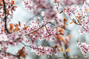 Blossoming cherries in springtime.