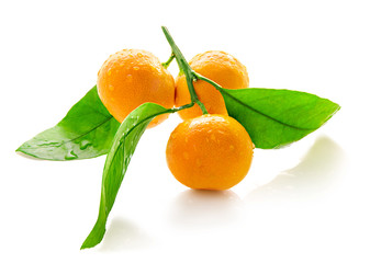 Tangerines on a branch with leaves on white