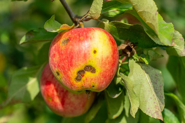 apple scab disease