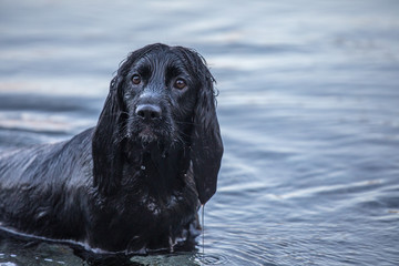 Wet black cocker spaniel at beach