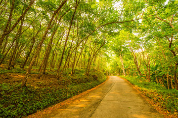 On the path of dreams.3