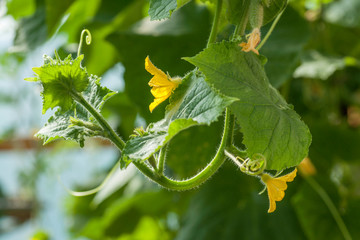 flower on cucumber plant