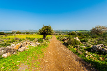 The nature of the western Galilee