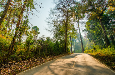 Obraz premium On the path of dreams.6