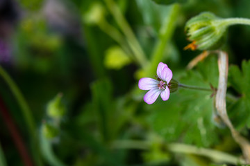 wild violet flower on blur background