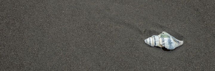 Seashell on sand at beach. beach flat lay background. Shell on shore. Sand texture wallpaper. Beach background. Coastal concept. Web background.