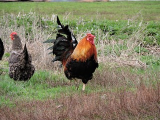 rooster on farm