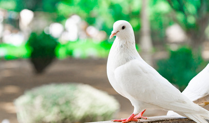 beauty white pigeons in the park wings