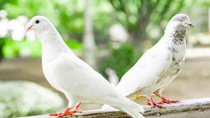 beauty white pigeons in the park wings