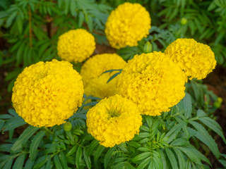 The beautiful yellow marigold flowers blooming with others as background in  garden