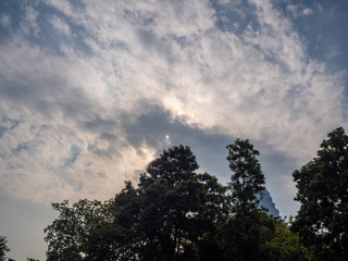 Obraz premium Low angle of trees on the clouds obscure the sun sky background
