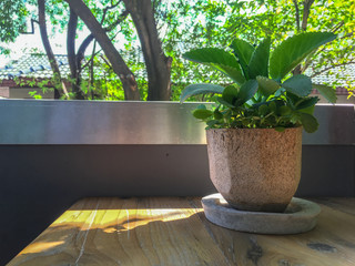 A small tree in a pot on a wooden table located on the balcony with blurred tree background