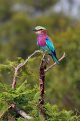 The lilac-breasted roller (Coracias caudatus) sitting on the branch.Lilac colored bird with green background.A typical African bird predator sitting on a thin branch, image of an African safari.