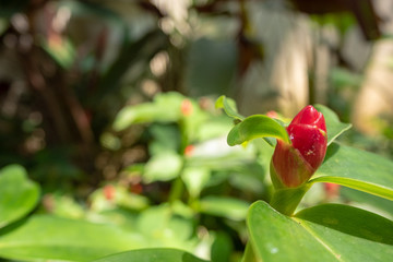 Close up of the beautiful red bud on blurred garden background