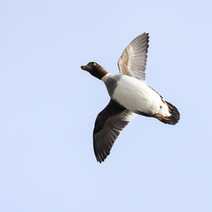 common goldeneye fly