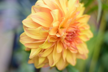 Fototapeta premium closeup of orange flower