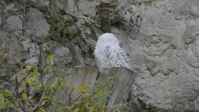 snowy owl (Bubo scandiacus or Nyctea scandiaca) sitting on a stick.