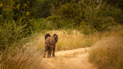 Fototapeta premium Orphan Elephant