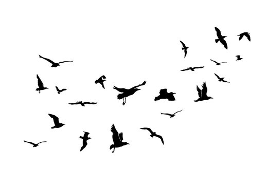 A Flock of Flying Birds. Vector Illustration. Isolated On White Background.