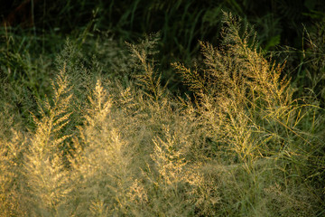 Grass Fields in Golden Hour