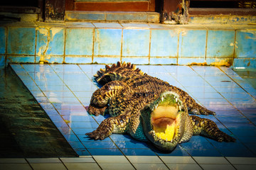 crocodile in the pool 