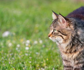 Naklejka na ściany i meble longhair domestic cat on in grass and daisies