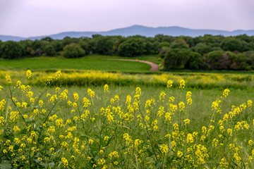 View of the mountains, the forest and the field through the yellow flowers