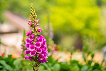 Bright colors from nature.4