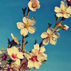 Obrazy na Szkle  Piękna natura scena z kwitnącym drzewem i słońcem. Słoneczny dzień Wielkanocy. Wiosenne kwiaty. Sad Streszczenie niewyraźne tło na wiosnę. Drzewo migdałowe.