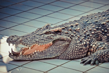 crocodile with mouth open