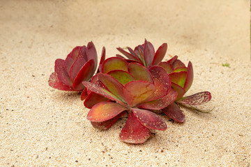 Fototapeta na wymiar Succulent with pink leaves growing in the white sand closeup
