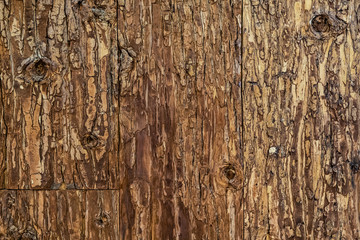 Wood texture background, natural tree