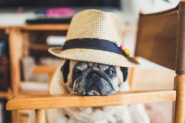 Adorable beautiful old funny lazy pug with boss hat sitting and resting on a chair at home - lazy...