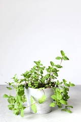 Fresh mint in pots on a gray background.