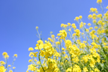 春の青空と菜の花畑