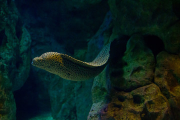 marine life of the underwater world, not necessarily dive, you can go to the aquarium