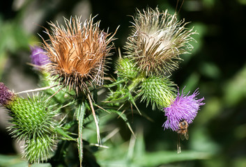 A beautiful color of blooming head donkey thistle with bee on it closeup as natural background