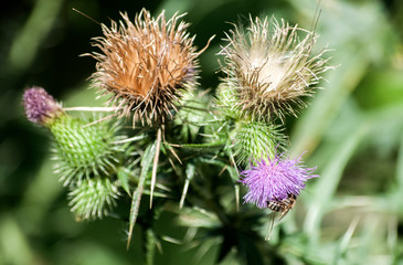 A beautiful color of blooming head donkey thistle with bee on it closeup as natural background
